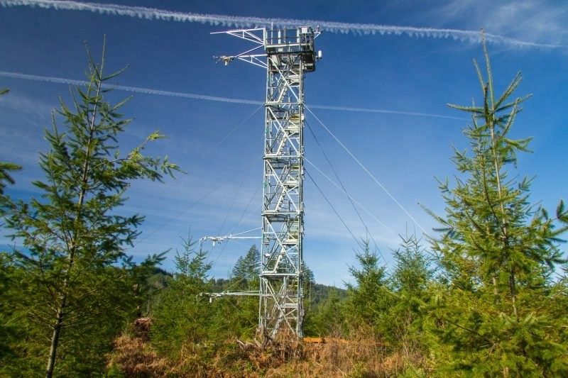photo of a transformer in the forest