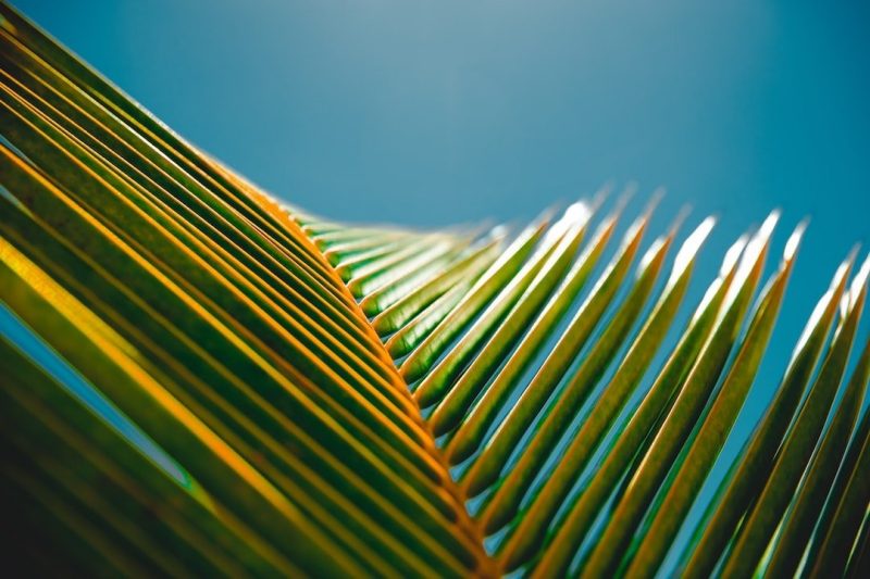 closeup of palm leaf