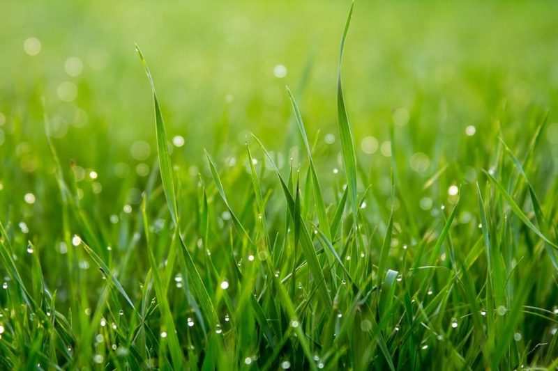 close up photo of blades of grass with dew